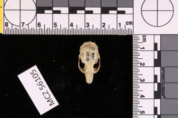 Media type: image;   Mammalogy 56105 Description: Image of skeleton specimen - dorsal skull view. Detailed image of the skull of the skeleton specimen.;